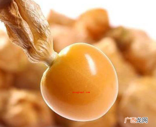灯笼果是什么