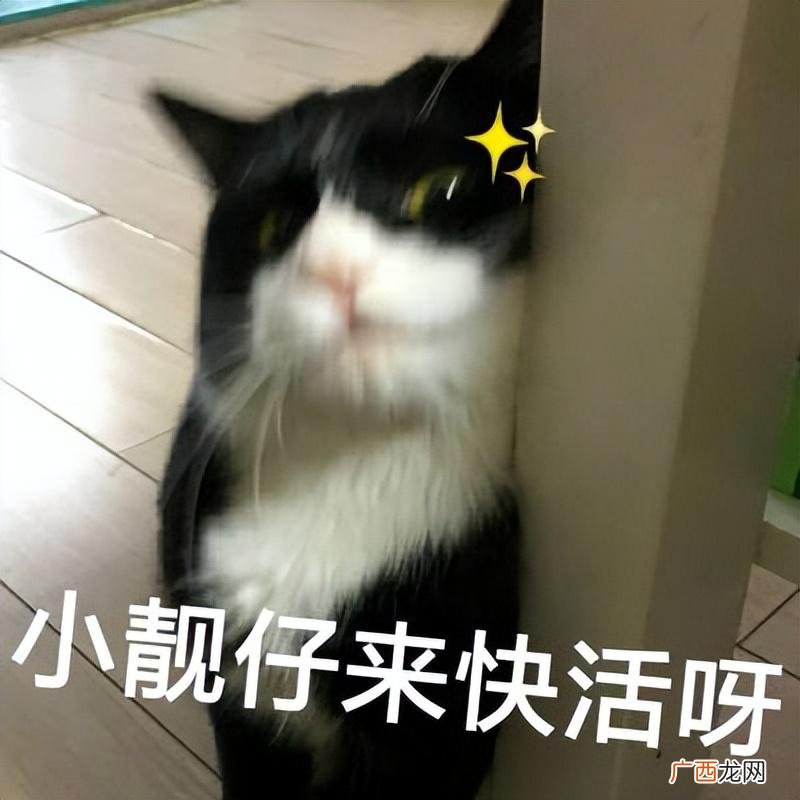 奶牛猫不好养，原因有这些 奶牛猫的性格特点