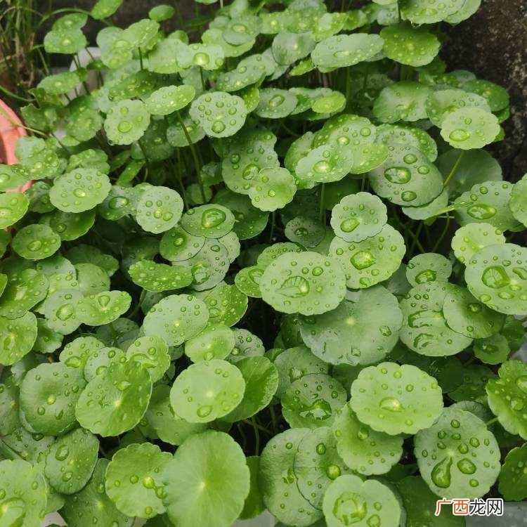 这5种绿植招财又旺宅 养什么花招财并聚财