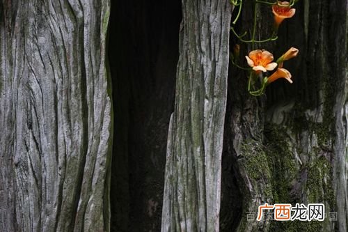 枯木逢春什么意思,枯木逢春什么意思？