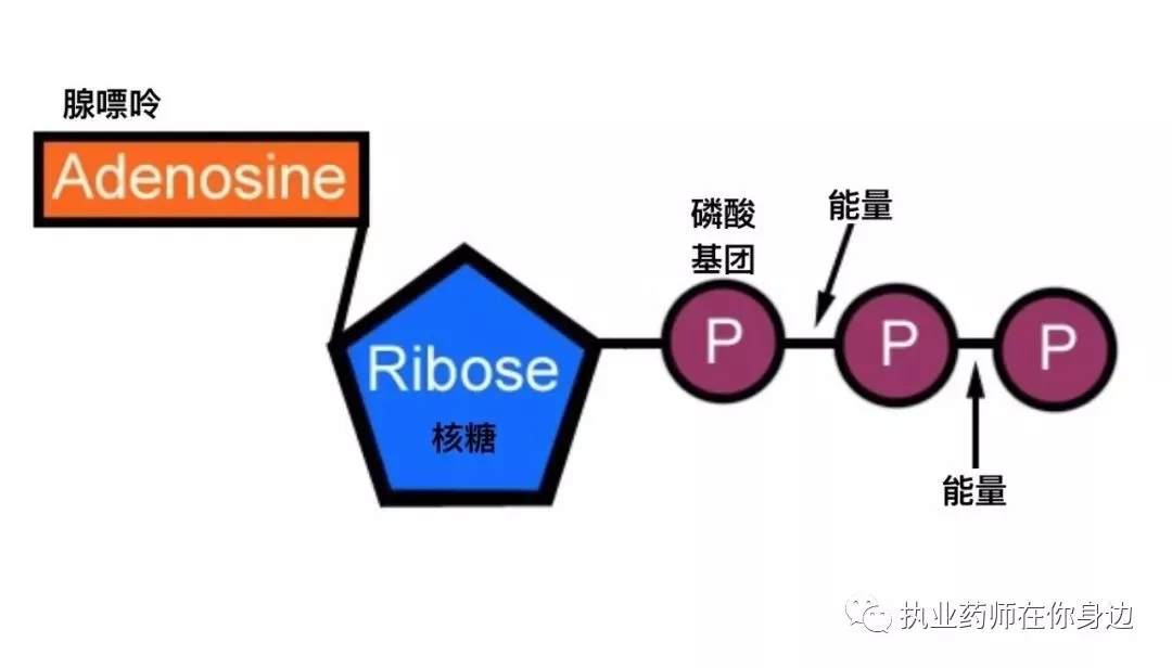 人体内有三大供能系统,它们分别是?,三大能源系统和三种供能物质分别是？