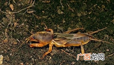 蝼蛄吃什么,蝼蛄吃不吃蚂蚱？