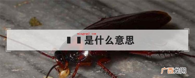 曱甴是什么意思