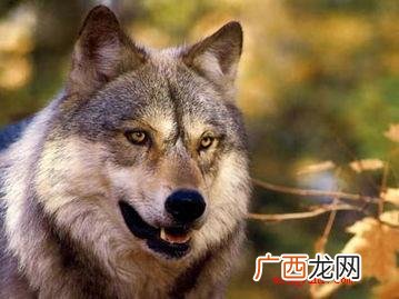 白眼狼是什么意思