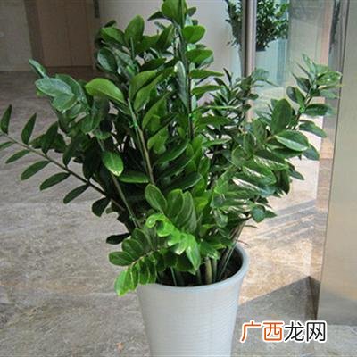金钱树有毒吗,假金钱树客厅能放吗？