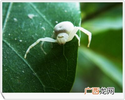白蜘蛛有毒吗,透明白蜘蛛到底有没有毒？