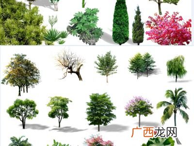 乔木和灌木的区别,乔木灌木的基本形式?