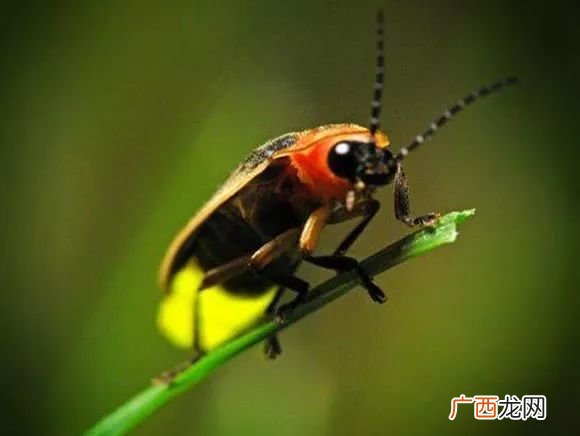 萤火虫的习性,萤火虫的习性描写？