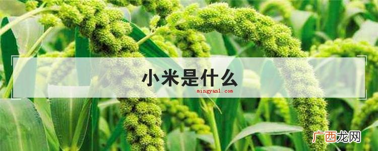 小米是什么