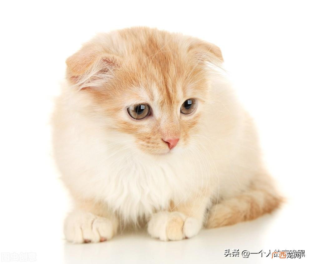 如何判断猫咪是否健康 怎么判断猫咪有没有生病