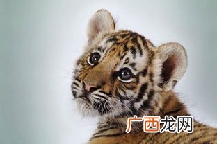 壬寅是什么意思,清末时期的两个学制“壬寅”和“癸”的读音拼音是什么，根据什么划分的，什么意思？