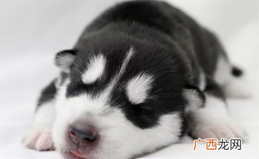 萌萌哒什么意思什么梗 网络流行语萌萌哒的含义