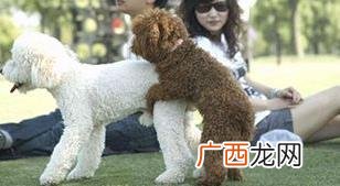 泰日天是什么意思什么梗？泰迪狗为什么叫泰日天 日天日地日空气