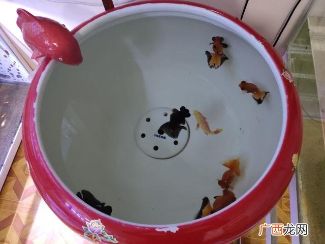 鱼缸水有很大腥味的原因和解决方案 鱼缸水腥味重怎么回事