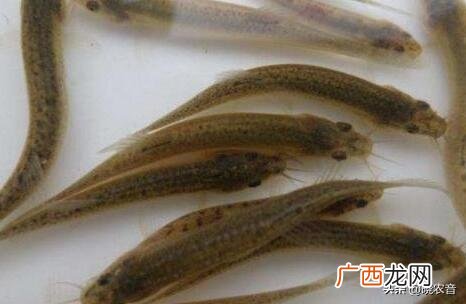 泥鳅养殖的注意事项 泥鳅养殖一亩地需用多少泥鳅苗
