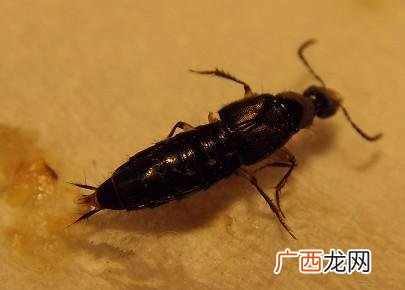 厕所飞的小黑虫是什么,下水有小黑虫怎么办像蚂蝗一样？