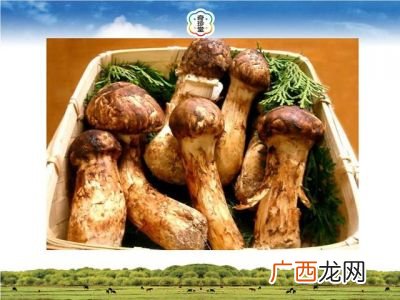 松茸生长在什么地方,野生松茸生长在什么地方？