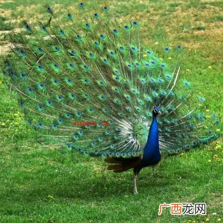 印度的国鸟是什么?