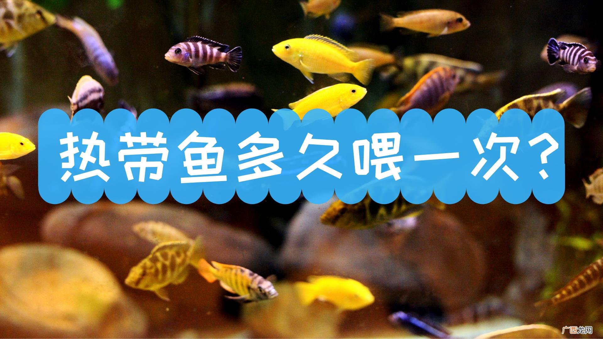 热带鱼的喂食频率以及喂食量多少 热带鱼多久喂一次