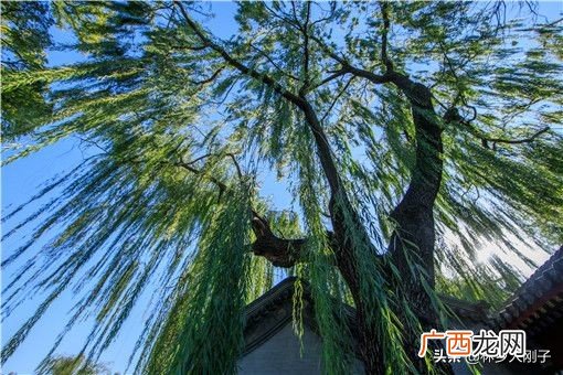 柳絮长在柳树的什么地方 春天的柳絮是什么树上的
