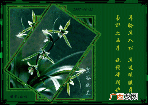空谷幽兰是什么意思,空谷幽兰是什么植物？
