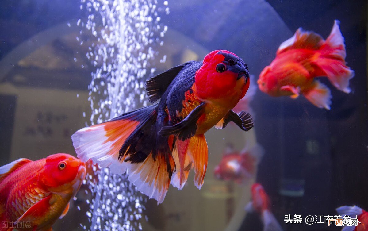 观赏鱼喜欢沉底趴缸原因及解决方法 鱼为什么沉在鱼缸底部