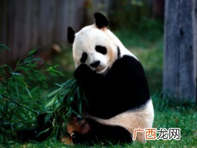 大熊猫会攻击人吗,野生熊猫是否具备危险性？