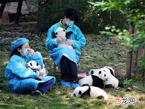 大熊猫会攻击人吗,野生熊猫是否具备危险性？