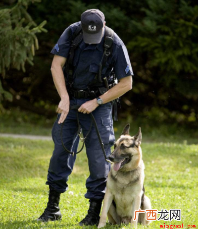 俄罗斯紧急事务部门,现役牧羊犬搜救大队 k9是什么意思