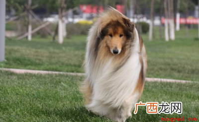 俄罗斯紧急事务部门,现役牧羊犬搜救大队 k9是什么意思