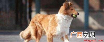 俄罗斯紧急事务部门,现役牧羊犬搜救大队 k9是什么意思