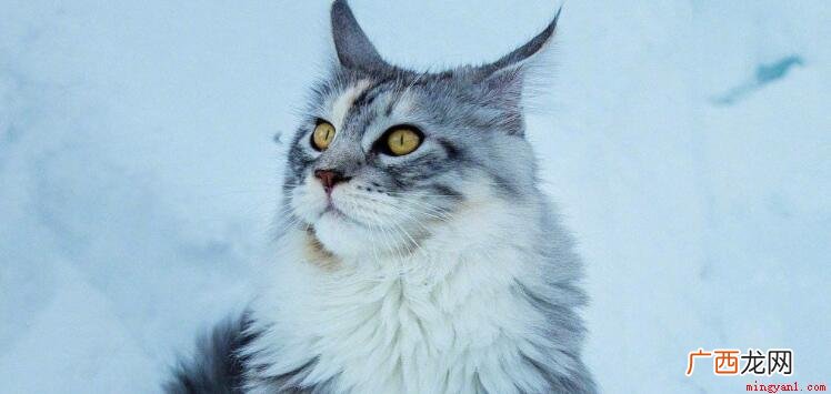 缅因是猫中巨人,最多可以长到122米长,16公斤 世界上最大的猫