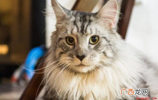 缅因是猫中巨人,最多可以长到122米长,16公斤 世界上最大的猫