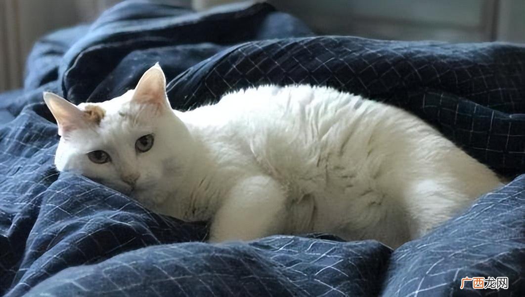 最好别让它上床睡觉,原因很真实 让猫在床上睡觉好吗