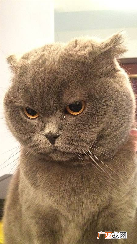 猫咪的这几个行为，是向你表达它的恨意 猫咪讨厌你的表现