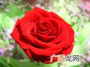 红玫瑰代表什么意思,红玫瑰寓意和象征？