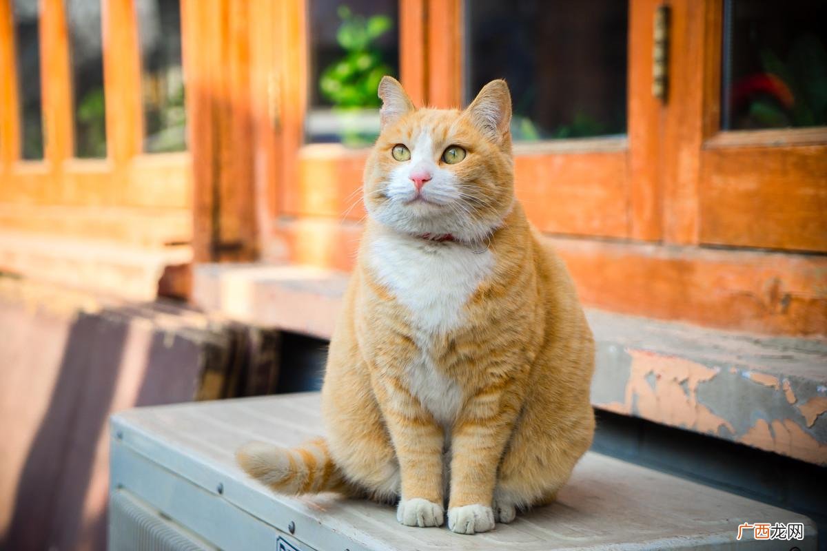 这5种猫便宜又好养，很适合新手！ 新手养什么猫比较好