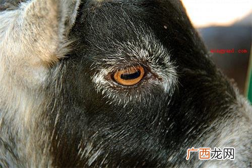 羊的瞳孔为什么是方的？