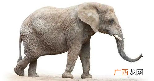 elephant是什么意思,elephant发音规则？
