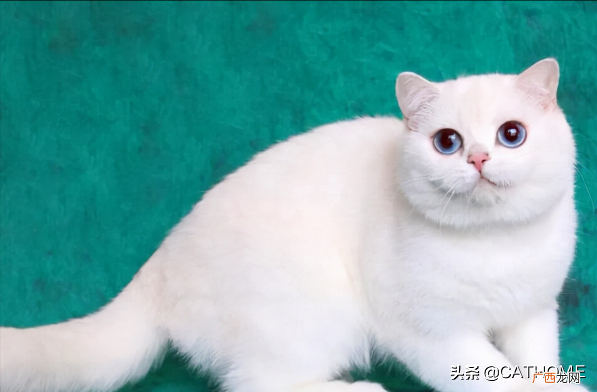 它的性格和特点有哪些 银渐层属于什么品种的猫