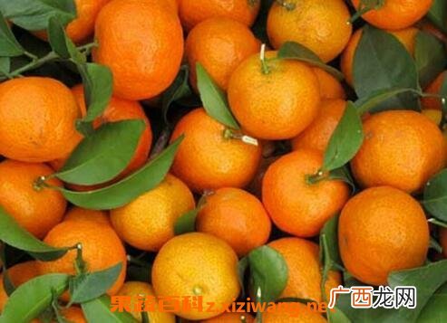 南丰蜜桔和沙糖桔的区别,金秋沙糖桔的优缺点？