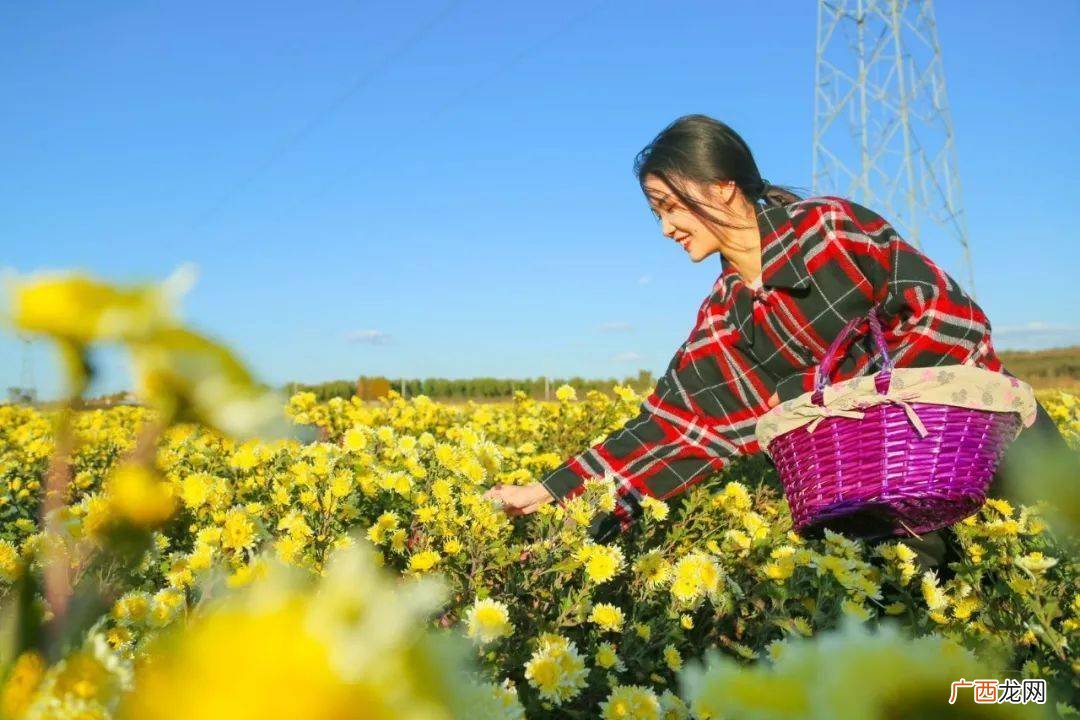 采菊东篱下的下一句,采菊东篱下，悠然见南山\"，怎么理解？