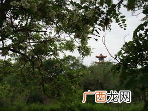 葱茏是什么意思,葱茏葳蕤是什么意思？