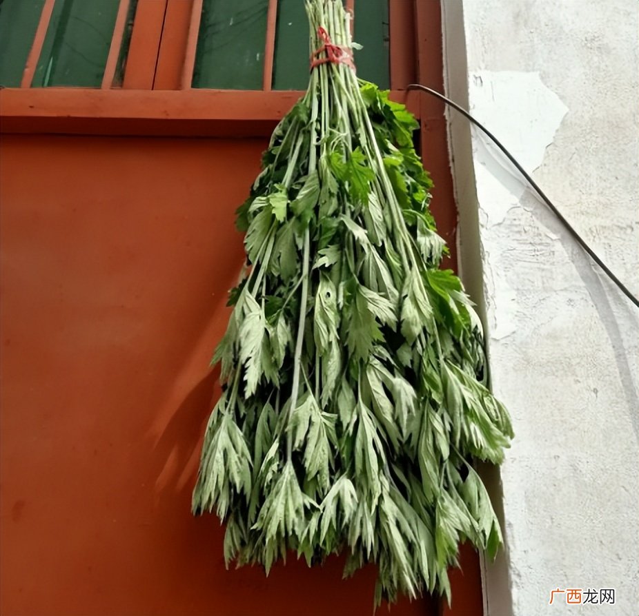 挂艾草有哪些讲究和正确挂法 端午节挂艾草的寓意