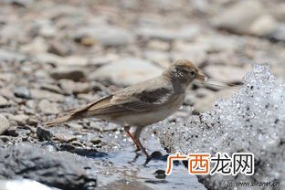 百灵鸟是什么意思,百灵鸟指什么样的人？