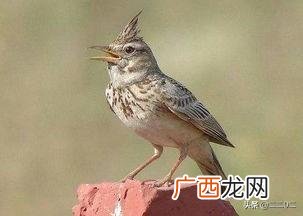 百灵鸟是什么意思,百灵鸟指什么样的人？