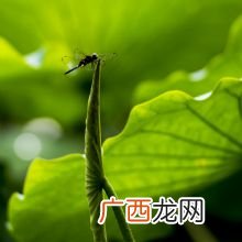 小荷才露尖尖角的才是什么意思,小荷才露尖尖角的意思是什么？