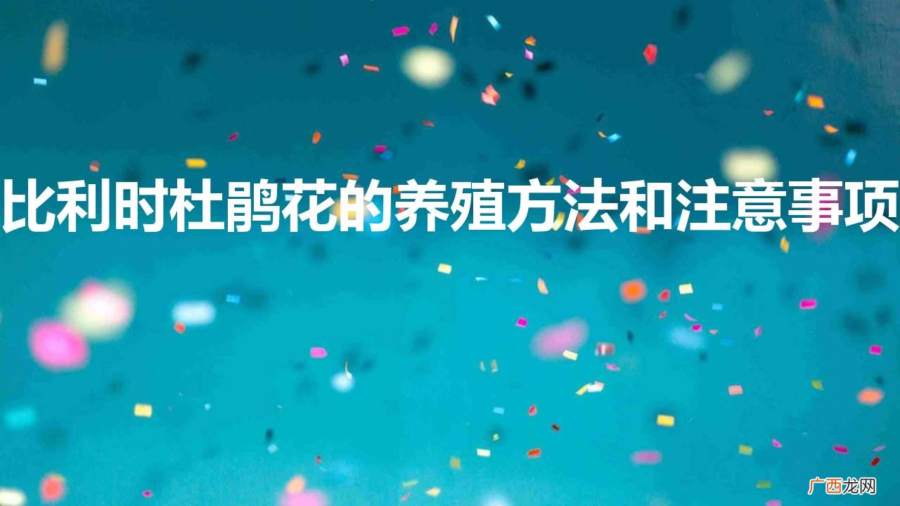 比利时杜鹃花的养殖方法和注意事项