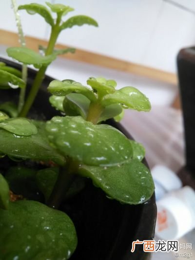 醋可以去除蚜虫吗,芥末白醋消灭蚜虫吗？
