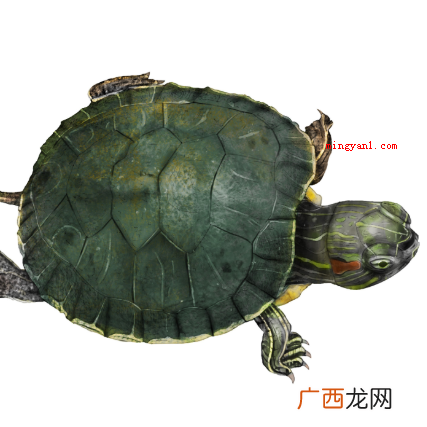乌龟什么时候进入冬眠期？